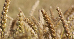 Cereals