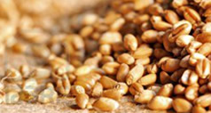 Seeds